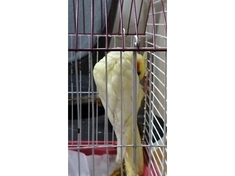 Cinsiyeti belli değil 3 aylik lutino sultan papağanı