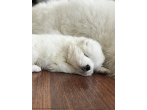 Şampiyon samoyed yavruları
