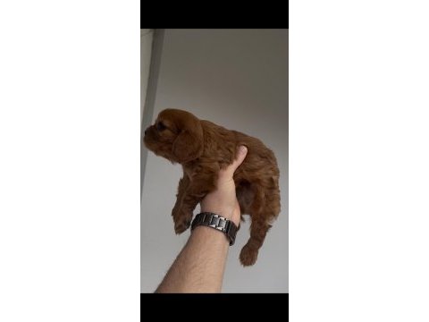 1,5 aylık cavalier king charles