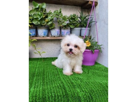 Teacup dişi kore maltese
