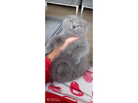 Çok oyuncu kucak seven scottish fold