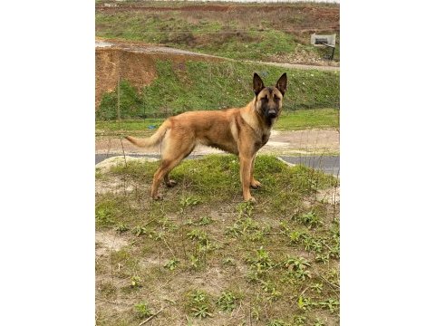 Malinois köpekleri sahiplendirme