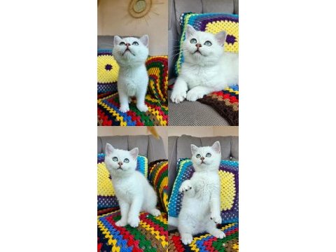 6 aylık bs 1133 full şecereli erkek scottish straight