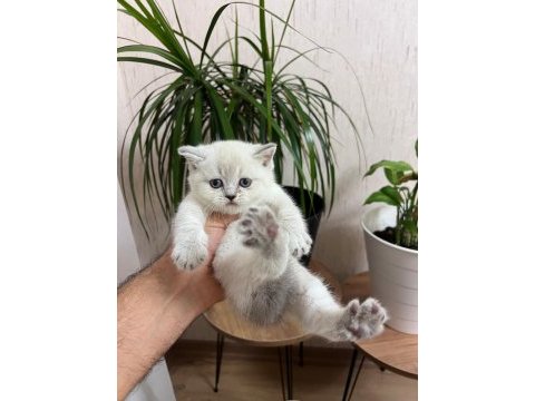 Teslime hazır silver point british shorthair yavrum