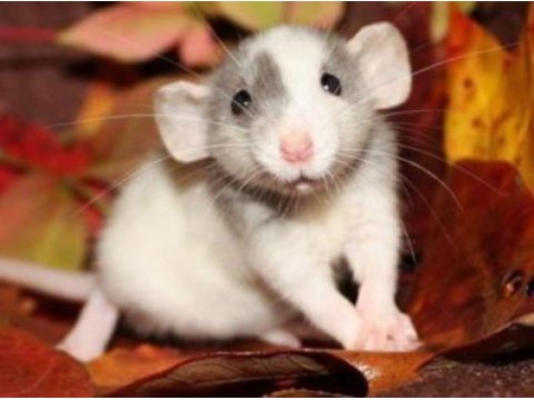 Rat - dumbo rat yavrular ve malzemeleri adrese teslim var
