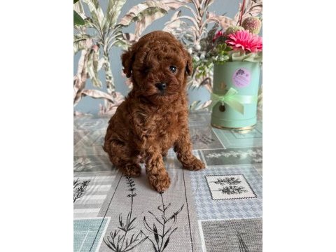Efsane teacup parmak kadar toy poodle