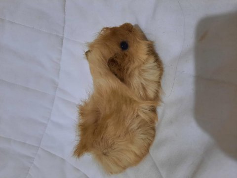 Peruvan ginepig yavrularımız