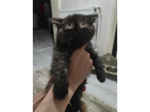 3 temmuz doğumlu dişi exotic shorthair
