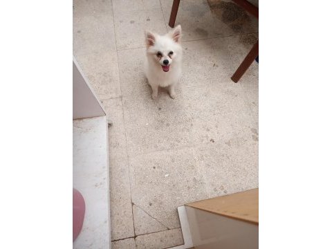 Pomeranian spitz ev köpeği sahiplendirme