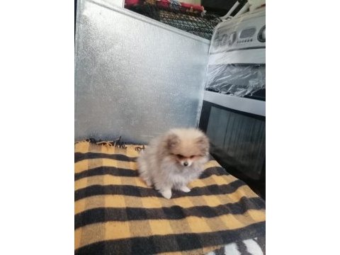 Pomeranian köpeği