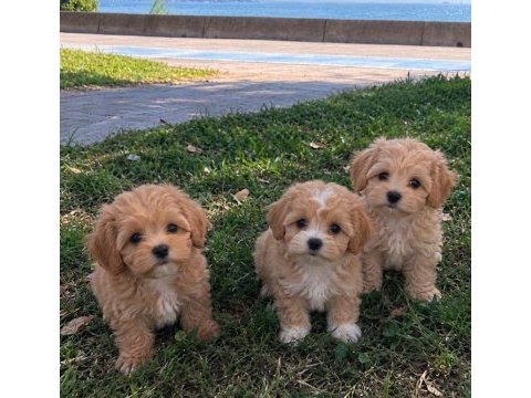 Maltipoo yavrular