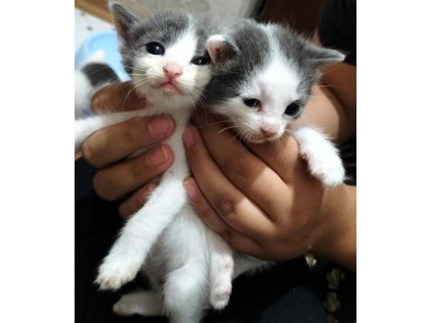 Birbirinden sevimli yavru kedilere yuva olmak ister misiniz?