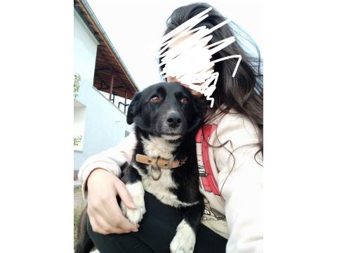 Rus finosu dişi köpeğimiz