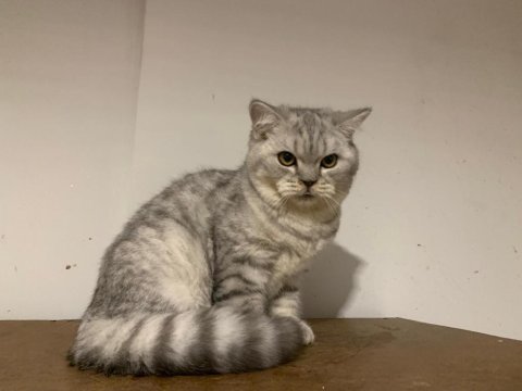 Beş aylık british shorthair erkek