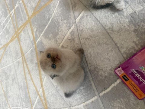 Scottish fold 2 aylık