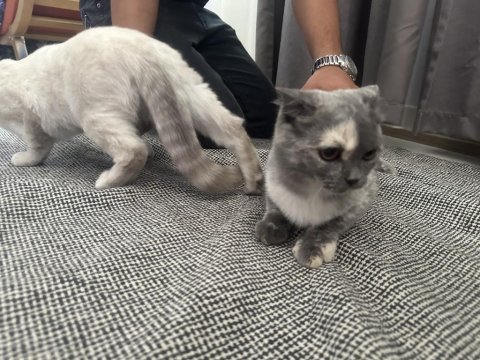 Yavru sağlıklı kedim yuvasına gitmeye hazır