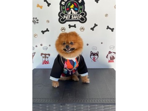 Uçanı kaçanı eşler orijinal pomeranian boo