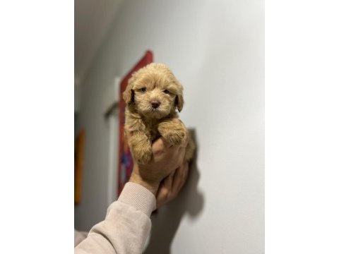 Maltipoo adrese teslim, kapıda ödeme yapabilirsiniz