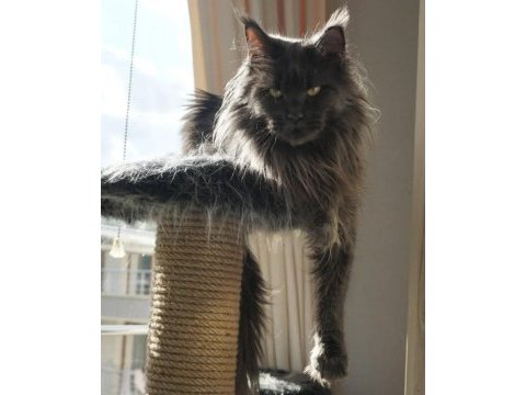Full şecere yetişkin dişi maine coon