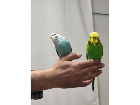 Bir çift show jumbo kuşum var ben gibi bakımlı