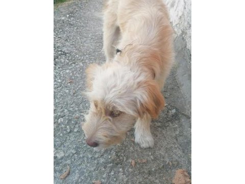 Yavru terrier oğlan sokakta