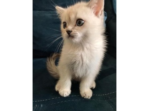 Maviş gözlü kalite british shorthair yavruları