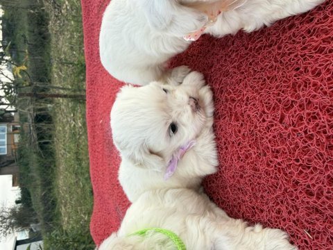 Maltipoo bebekler