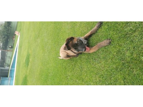 Show kalite belçika malinois bebeklerimiz