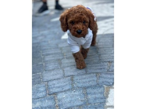 Sağlık ve ırk garantili toy poodle