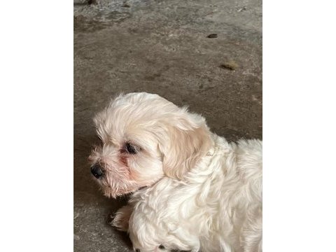 Terrier maltese 0 numara