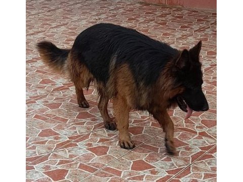 7 aylık ve yetişkin secereli alman çoban köpeklerimiz