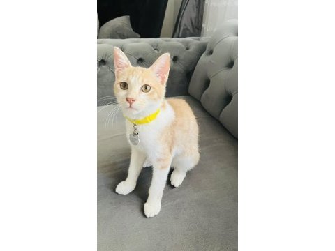 İsmi minnak kedimiz