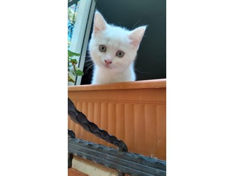 Yavru kedilerimiz yeni yuvasını arıyor