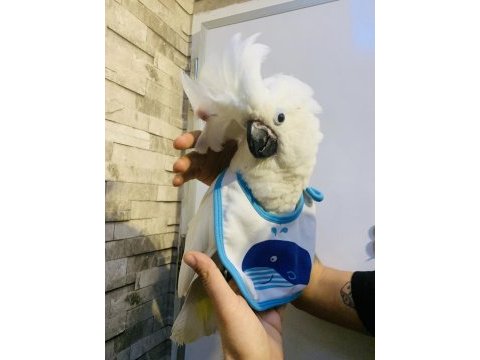 Pamukk gibi gerçek bebek yavru kakadu