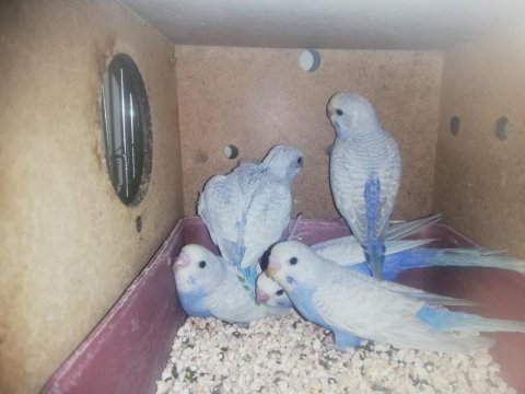 Yeme düşen ve düşecek ev üretimi yavru muhabbetler