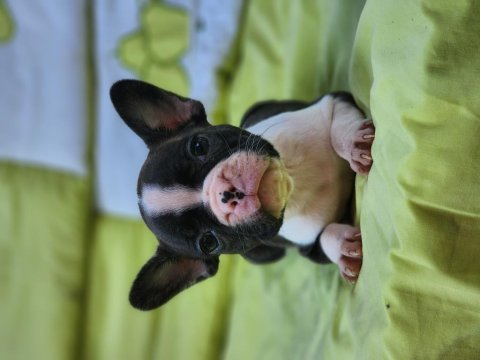 French bulldog bebekler