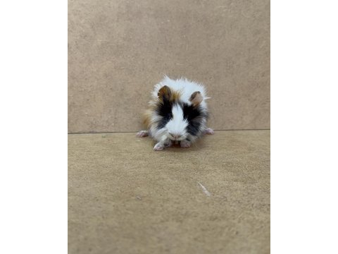 Ginepig yavrularımız gün içi gönderim sağlanmakta