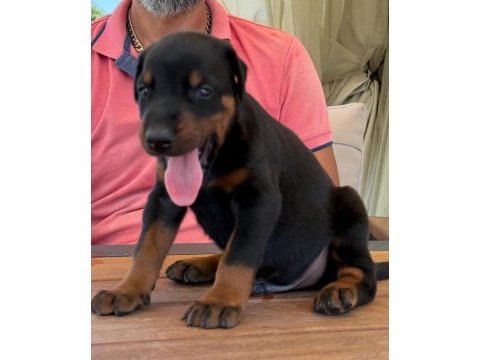 Secereli doberman yavrularımız 
