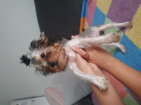 Yavru dişi yorkshire terrier