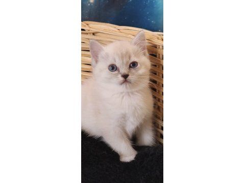 Harika ragdoll pandam