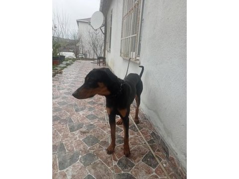 10 aylik dişi doberman
