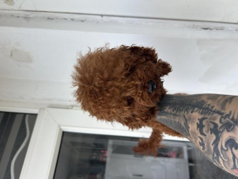 Toy poodle kore kan esleme ilanı