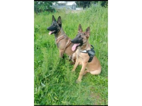 Belçika kurdu malinois yavru