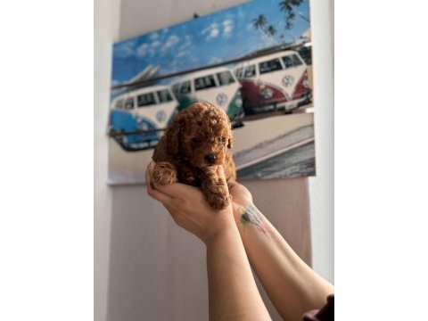 Toy poodle 50 günlük