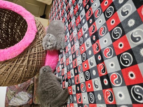 2 aylık scottish fold yavrular