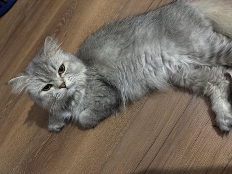 Dişi kedimiz 1 buçuk yaşında