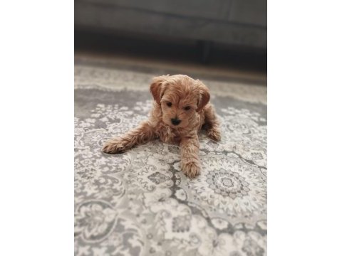 Maltipoo cinsi köpeğimiz