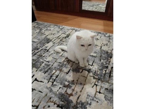 Ücretsiz sahiplendirme kedimiz eğitimli oyun kedisi