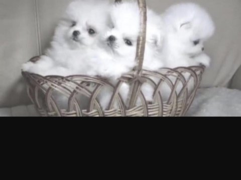 Pomeranian boo köpekleri için ulaşın