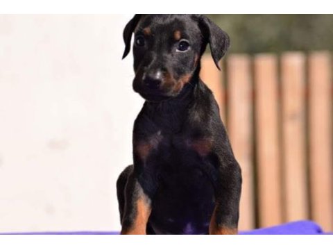 Doberman yavrular mevcut